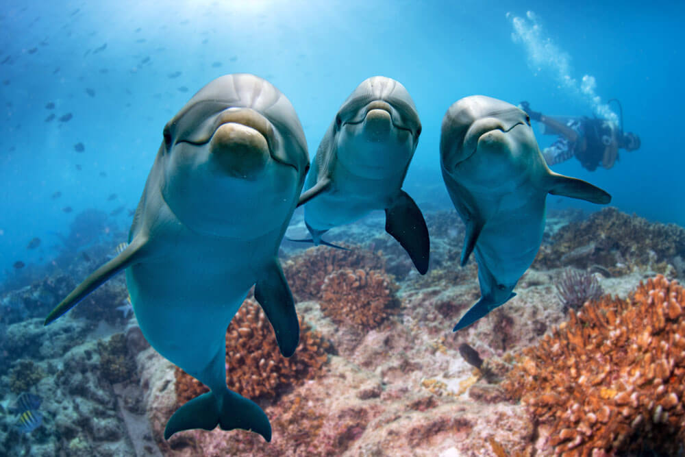 Atlantic bottlenose dolphin range